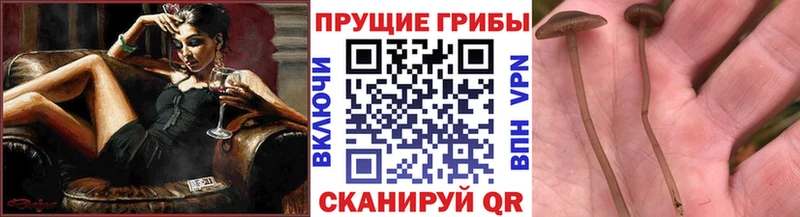 Галлюциногенные грибы ЛСД Находка